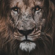 dragolion576@gmail.com