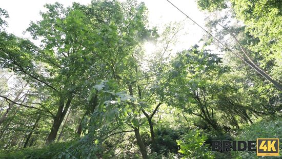 Лес чудес и несохраненной верности