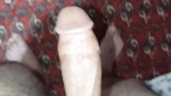 penis     